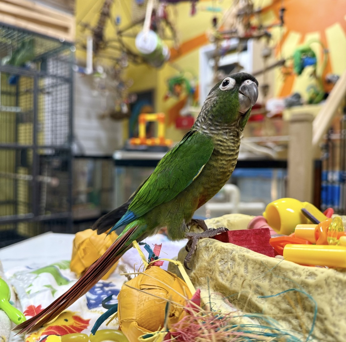 Conure à joues vertes